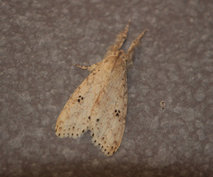 Calliteara angulata