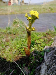 Petasites radiatus