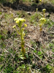 Petasites radiatus