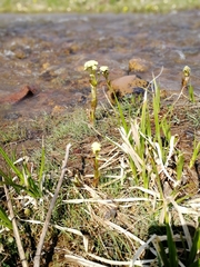 Petasites radiatus
