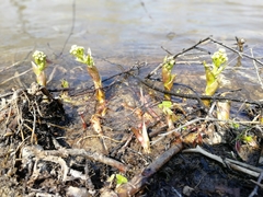 Petasites radiatus