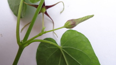 Oxypetalum harleyi