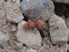 Sphaeropthalma unicolor