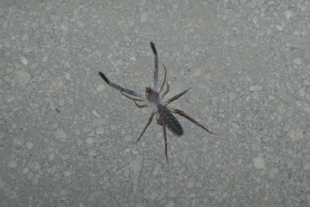 Ammotrechula peninsulana