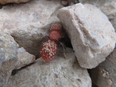 Sphaeropthalma unicolor