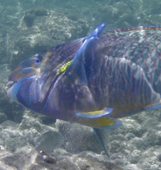 Chlorurus perspicillatus