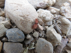 Sphaeropthalma unicolor