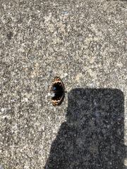 Junonia orithya orithya