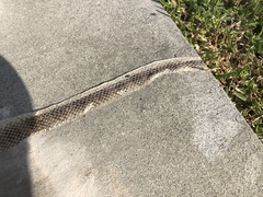 Lycodon semicarinatus