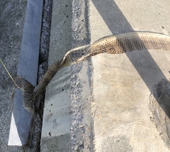 Lycodon semicarinatus