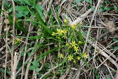 Gagea granulosa