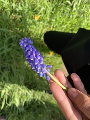 Muscari armeniacum