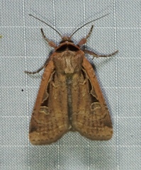Parabagrotis exsertistigma