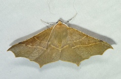 Tetracis cervinaria