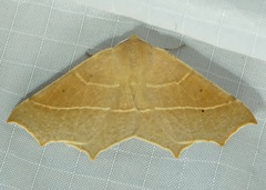 Tetracis cervinaria