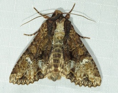 Apamea amputatrix