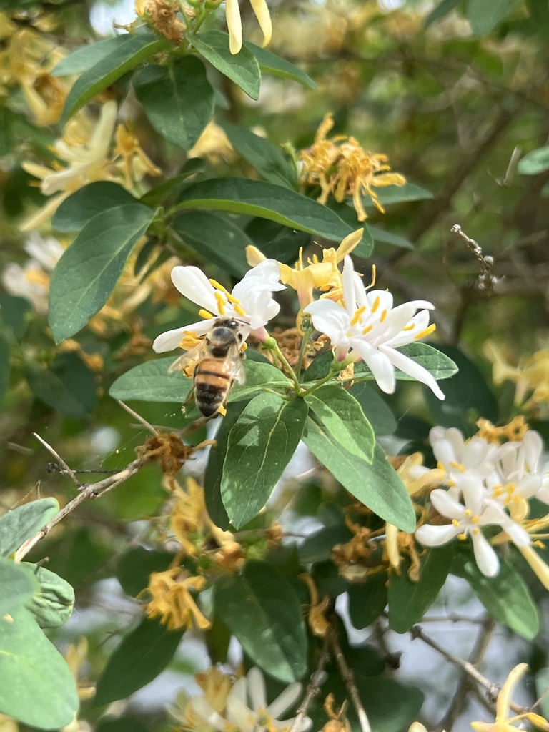 Western Honey Bee from River Street Park, Big Rapids, MI, US on May 20 ...