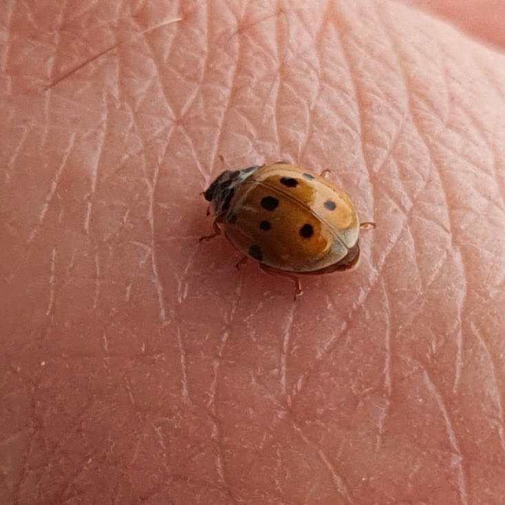 Coccinelle à dix points