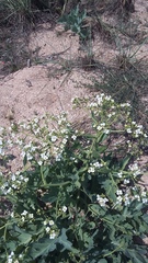 Crambe pinnatifida