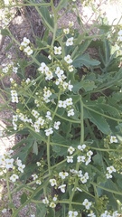 Crambe pinnatifida