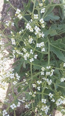 Crambe pinnatifida