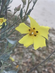 Cistus halimifolius