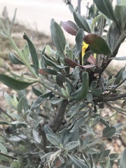 Cistus halimifolius