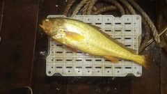 Large Yellow Croaker photo 3