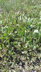 Atriplex verrucifera