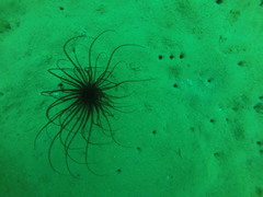 Pachycerianthus solitarius