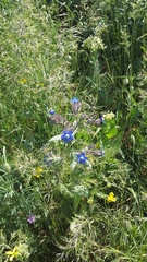 Anchusa pusilla