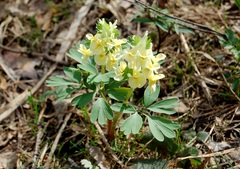 Corydalis bracteata