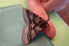 Anthela tetraphrica