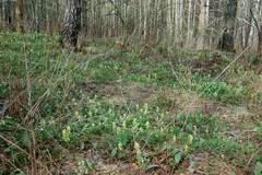 Corydalis bracteata