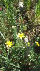 Ranunculus oxyspermus