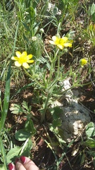 Ranunculus oxyspermus