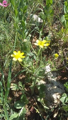 Ranunculus oxyspermus
