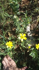 Ranunculus oxyspermus