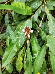 Alpinia shimadae