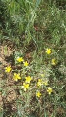 Ranunculus oxyspermus
