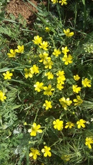 Ranunculus oxyspermus