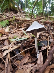 Entoloma canoconicum