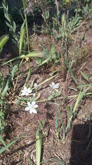 Ornithogalum navaschinii