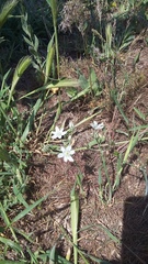 Ornithogalum navaschinii