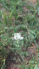 Ornithogalum navaschinii