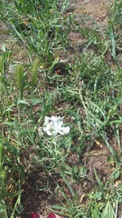 Ornithogalum navaschinii