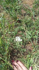 Ornithogalum navaschinii