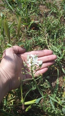Ornithogalum navaschinii