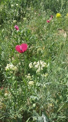 Papaver hybridum