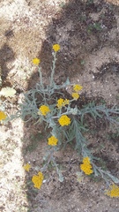 Achillea leptophylla